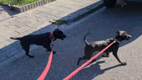 BSL PATTERDALE TERRIERS Movement, Musculature, Muscles, CONDITIONING, Conditioned, Fit Fell dogs
