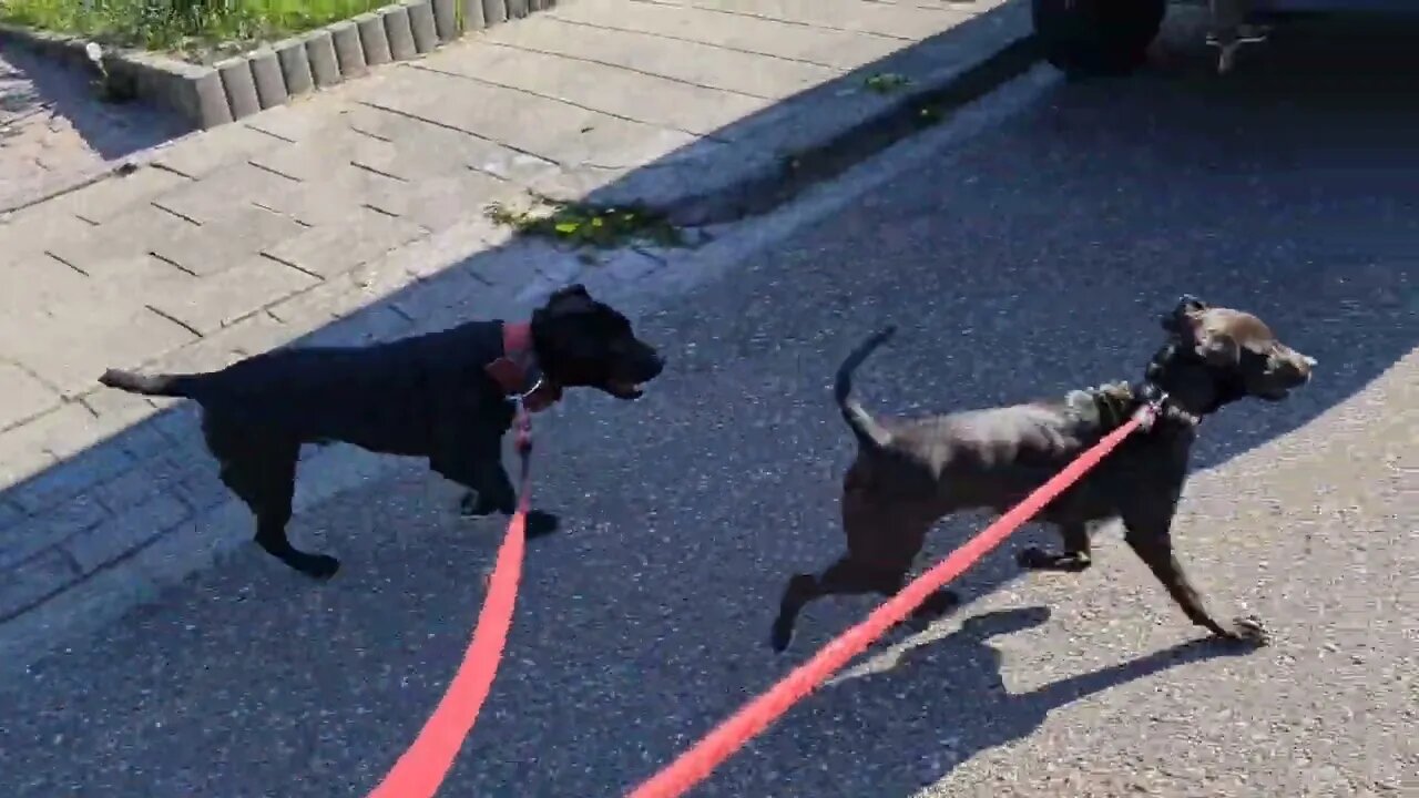 BSL PATTERDALE TERRIERS Movement, Musculature, Muscles, CONDITIONING, Conditioned, Fit Fell dogs