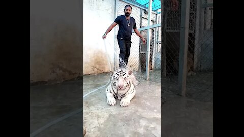 Tiger washing