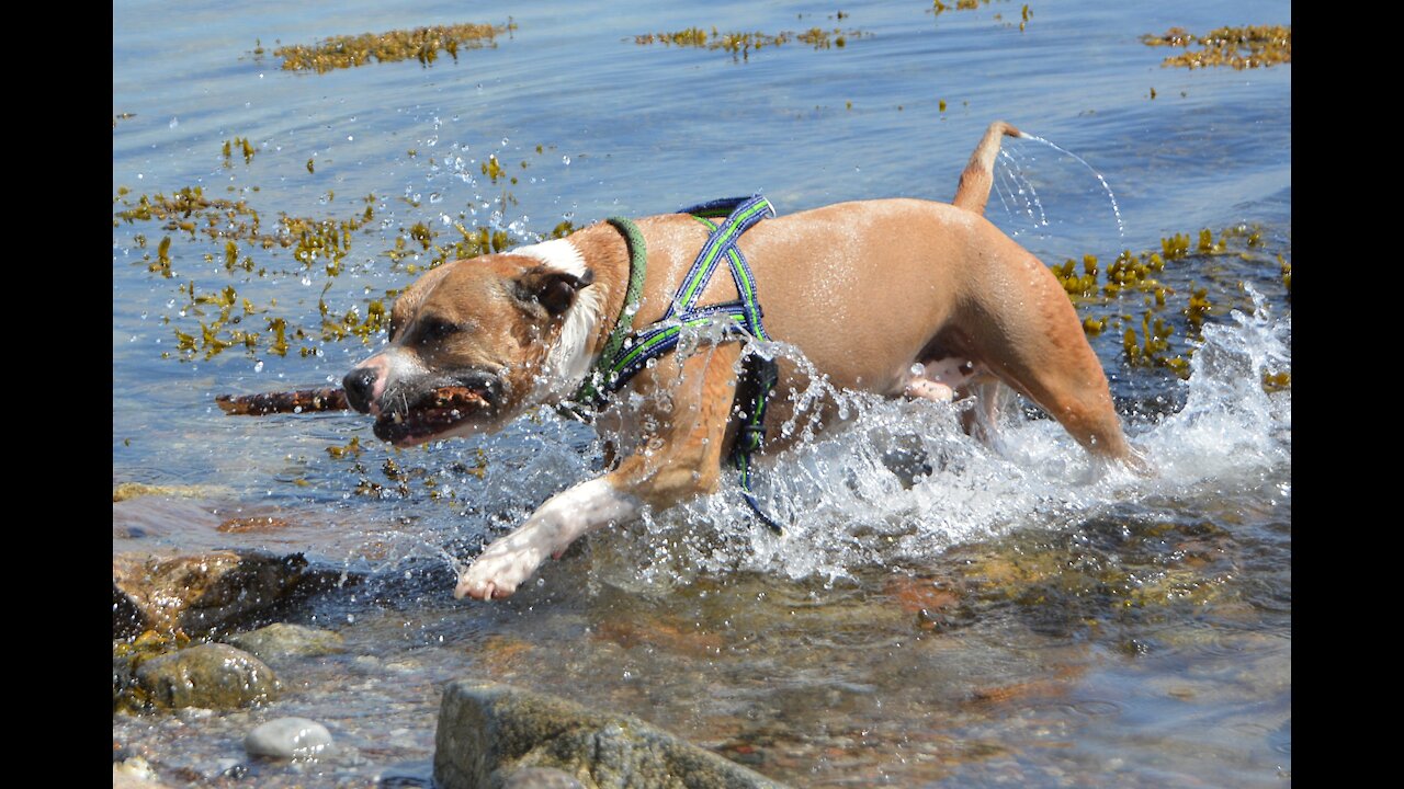 Best ultimate pit bull guard dog attack trained