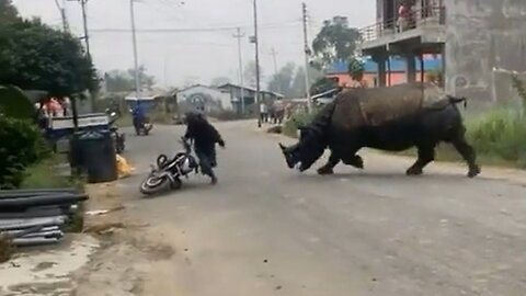 This Was The Terrifying Moment A Rhino Tried To Flatten A Motorcycle Rider In Napal