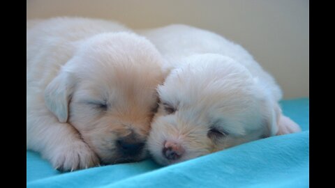 the Cute Puppies