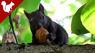 Squirrels and Walnuts...Part II
