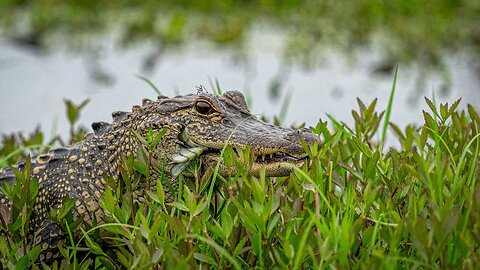 Gator & Coot, Sony A1/Sony Alpha1, 4k