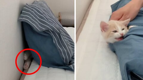 This cute kitten finds a place to hide where no one can reach