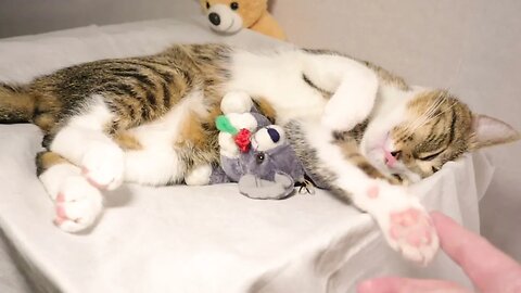 Sleepy Cat and His Toy Mouse