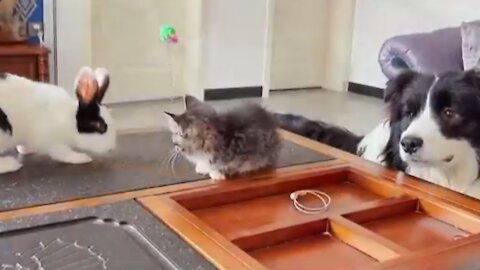 Dog, Cute Bunny and kitty Best Friend's