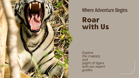 The Majesty and Plight of Tigers