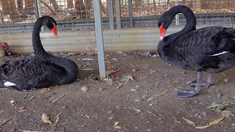 Black Swans Whistling Settling to Sleep in Cohunu Park Byford Australia