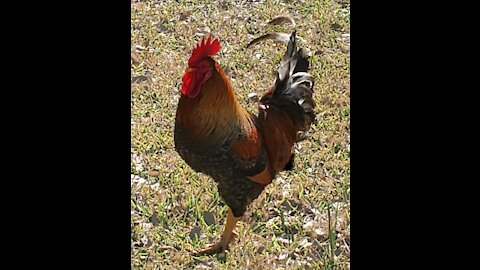 TeeSpring Store Orvis the Rooster Apparel link in description