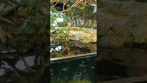 Felling kinda fishy