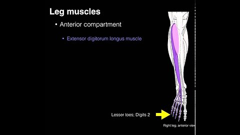 Anterior compartment leg muscles