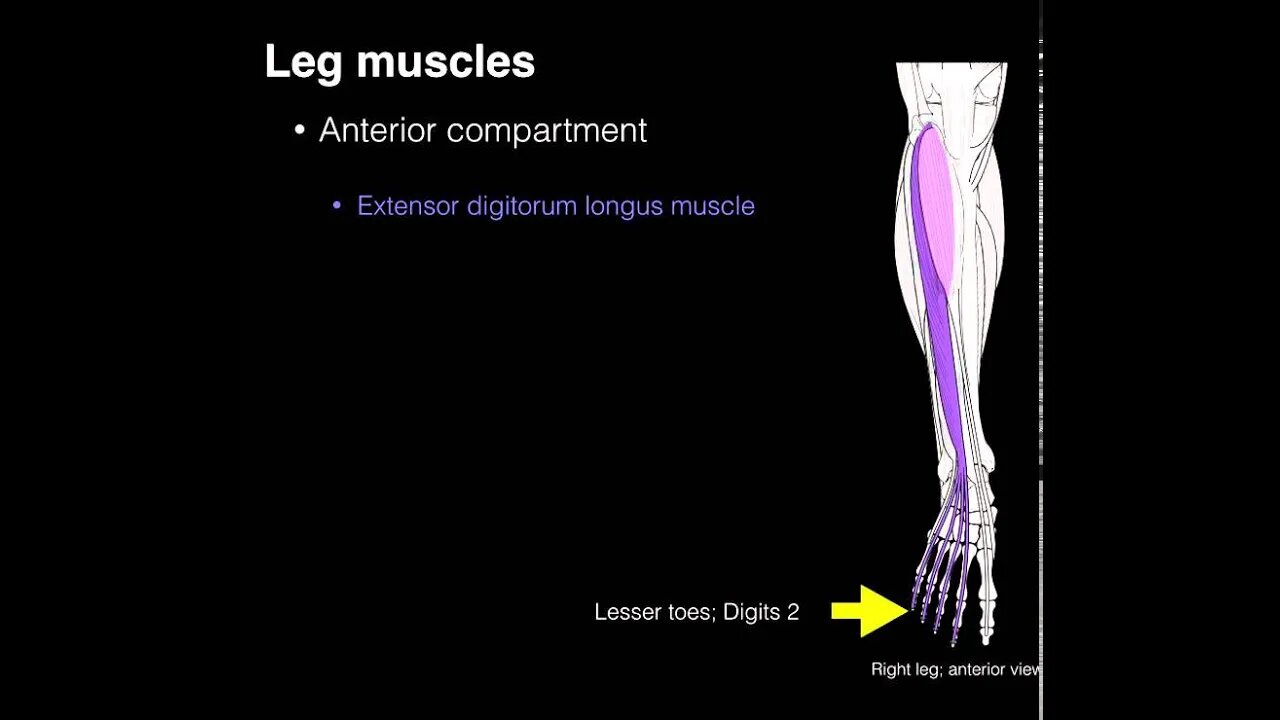 Anterior compartment leg muscles
