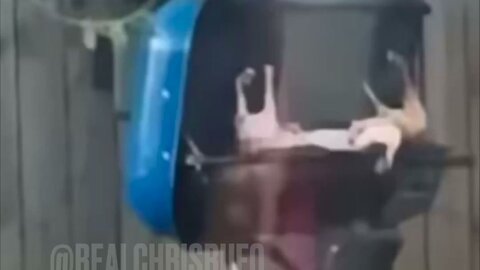 Vetted Video Shows Ohio Immigrants Grilling Neighborhood Cats