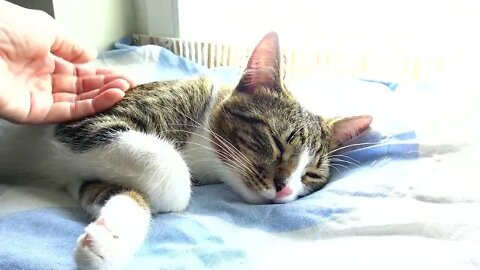 Little Cat Allows Me to Tickle His Paw Beans