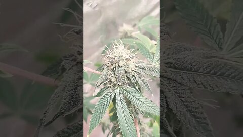 snow plow @higherdesertexotics