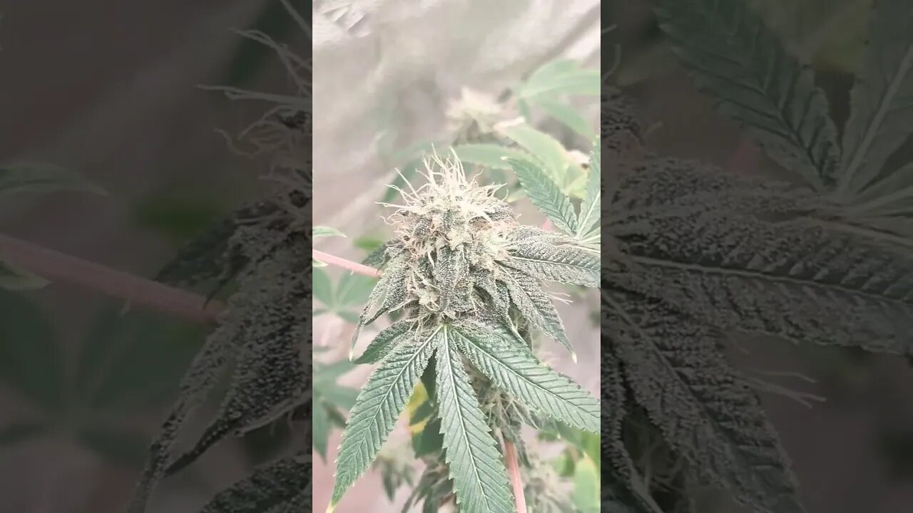 snow plow @higherdesertexotics