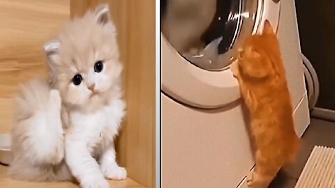 Cats playing Music dance and Washing Machine Jumped.