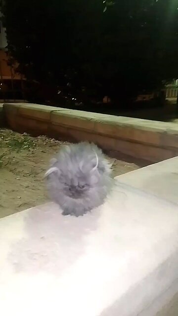 Cat Lover Saudia arbia visit fan