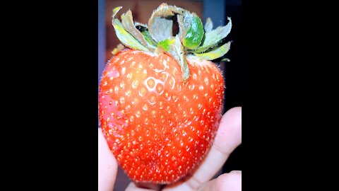 🍓🍓🍓 Any one seen like this BIG