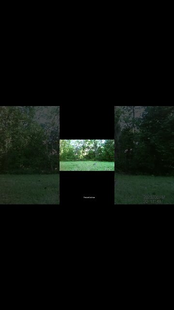 Jack's Trail Camera -- Episode 70 #shorts