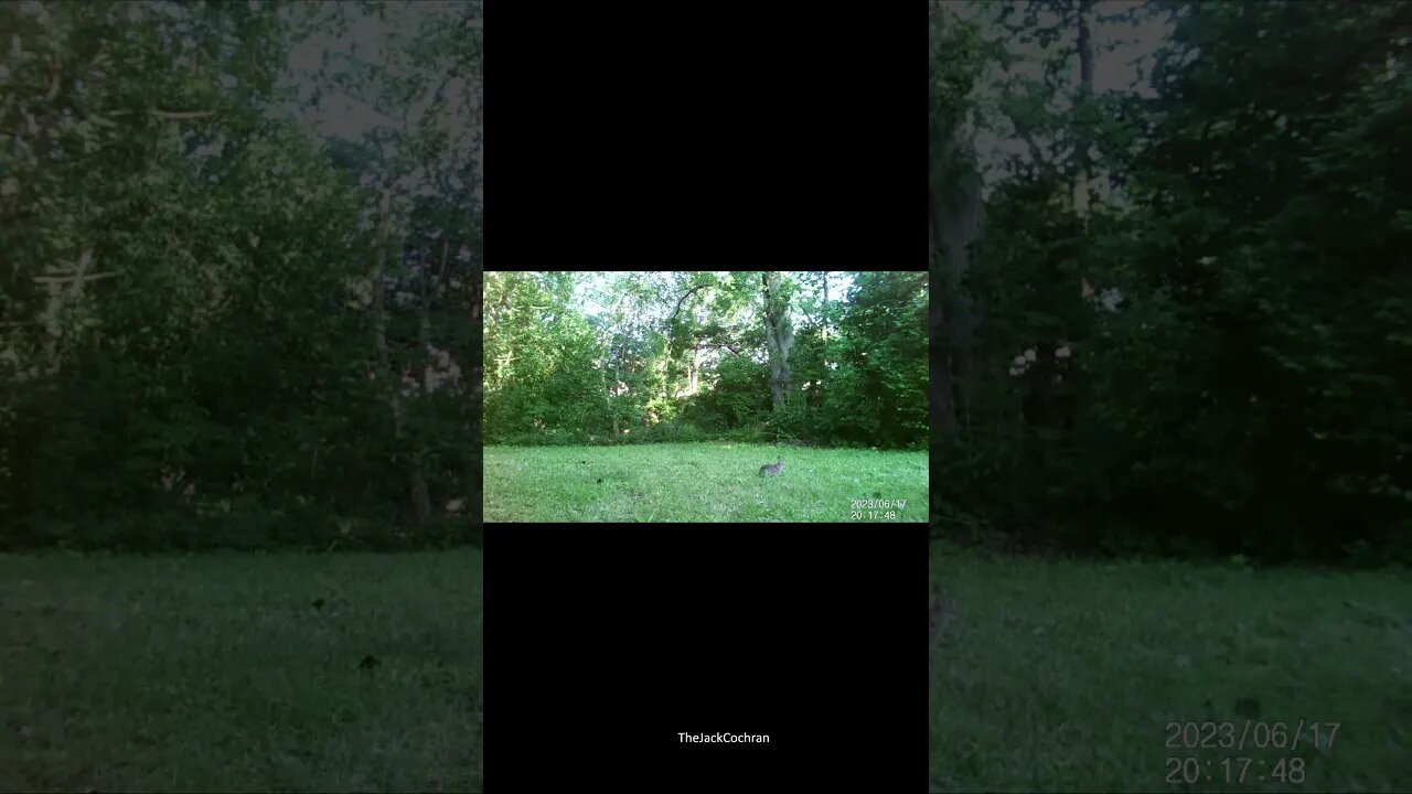 Jack's Trail Camera -- Episode 70 #shorts