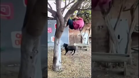 Cats & Dogs Trying To Be Cute & Funny