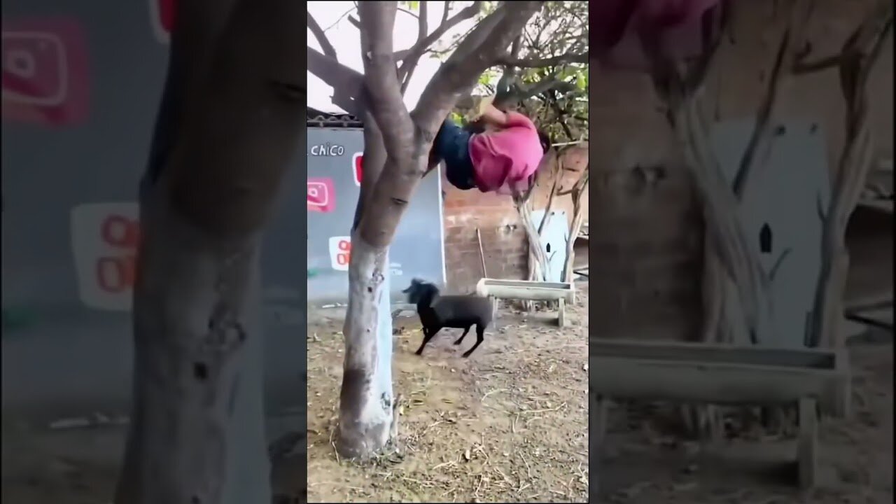 Cats & Dogs Trying To Be Cute & Funny