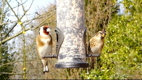 Stunning Birds Eating From a Classic Bird Feeder