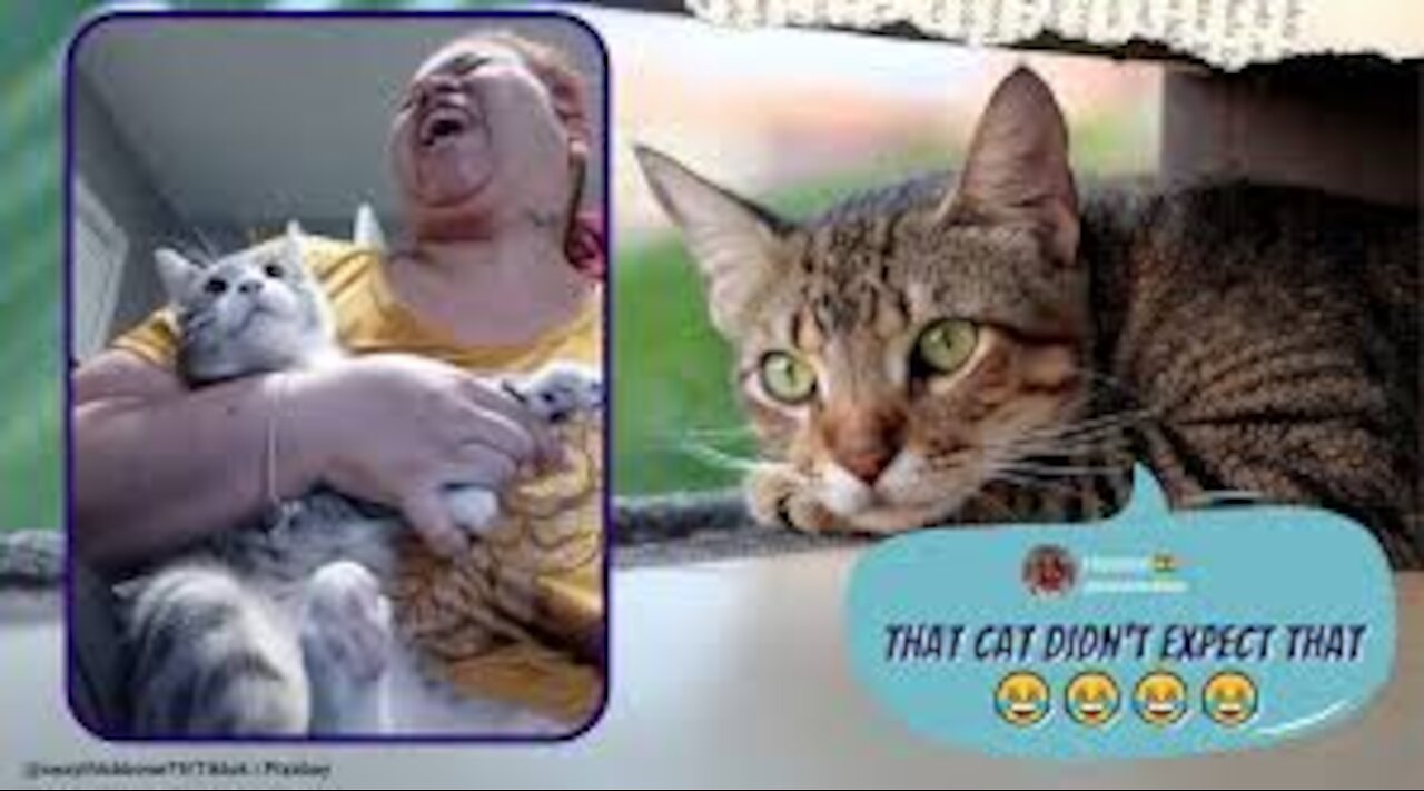 Funny and Cat's thug Life 😺 Cats and Owners are the best friends 2021