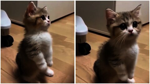 Anak Kucing Lucu