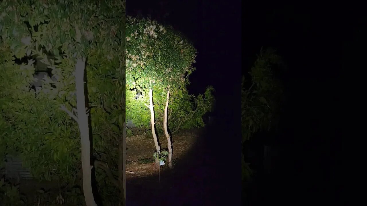 In The Darkness They Wait