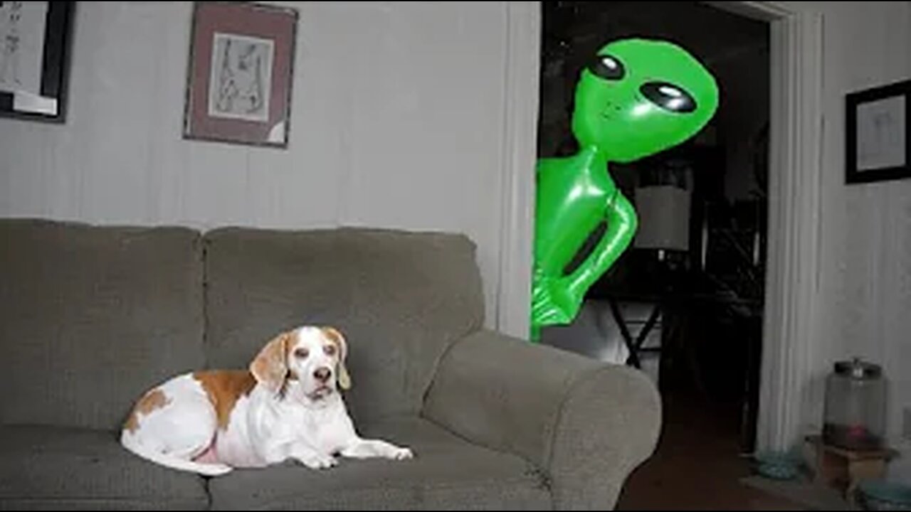 Dog Pranked with Alien: Funny Dog Maymo Cute Reaction