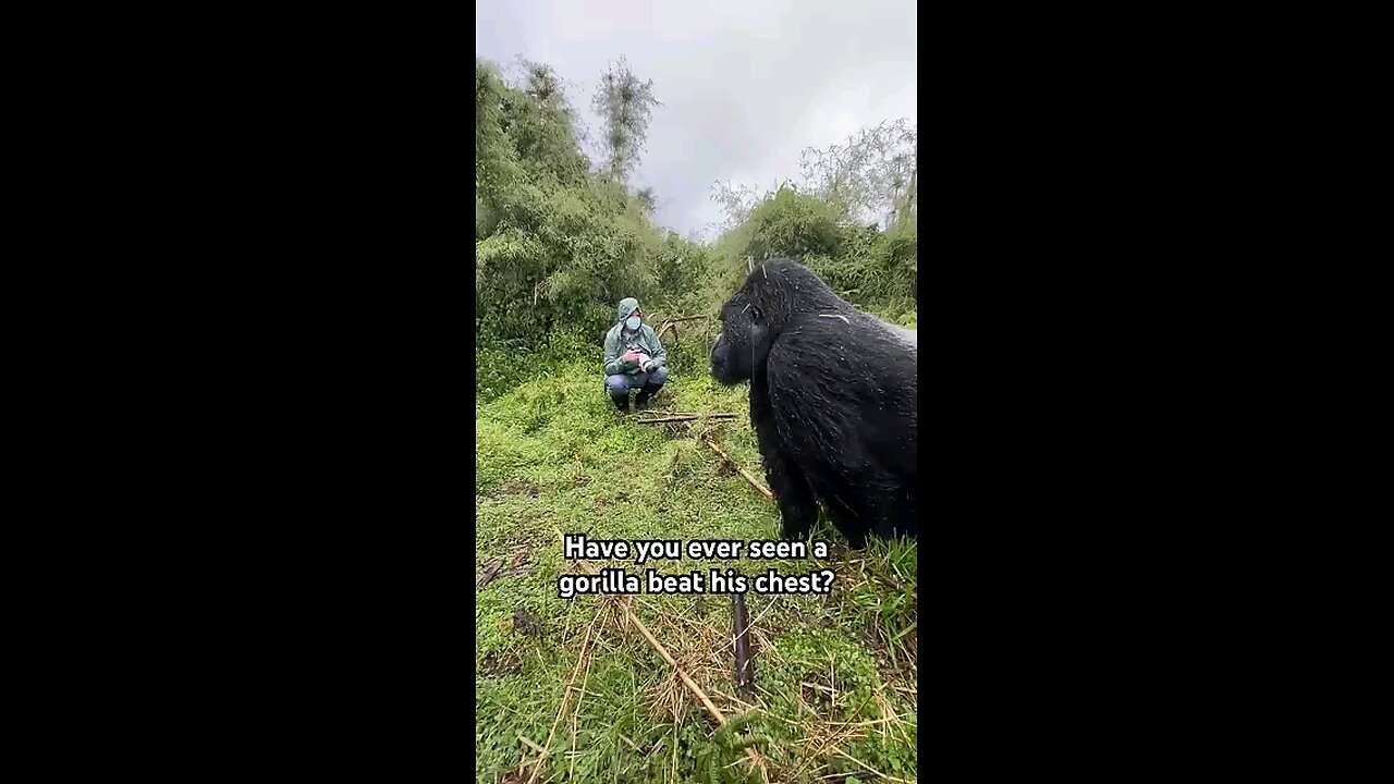 Gorilla is the most unique creature