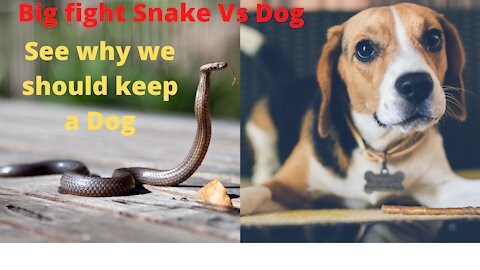 Brave Dogs (pup Fight Snake King Cobra and protect cat