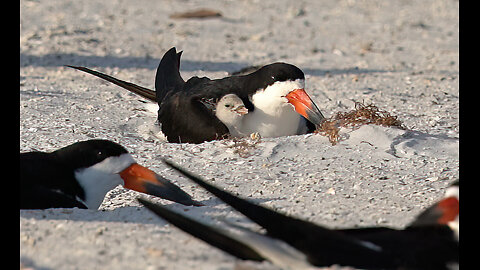 Raising Your Babies on the Beach