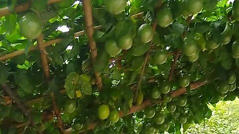 novo jeito de cultivar maracujá em forma de telhado ideia do amigo Ronaldo