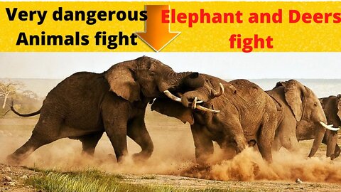 dangerous fight elephant vs elephant