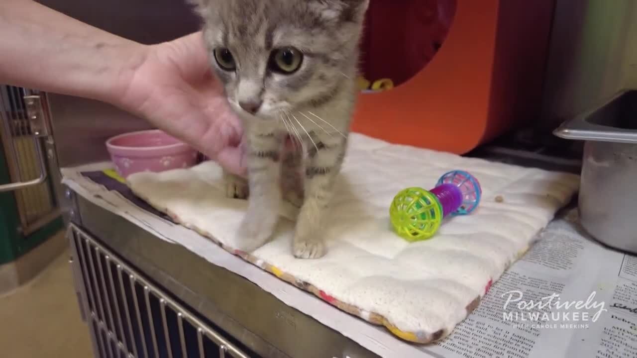 Meet our Pawsitively Milwaukee Pets of the Week: Cats!