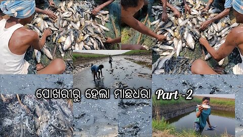 Net Fishing In Village With Friends #saurovjoshivlog #fishing #nalu parida odia vlog