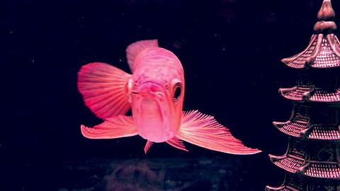 Scleropages Legendrei Fish!! Super Red