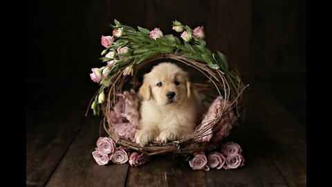 10 HACKS for BETTER PET PHOTOGRAPHY