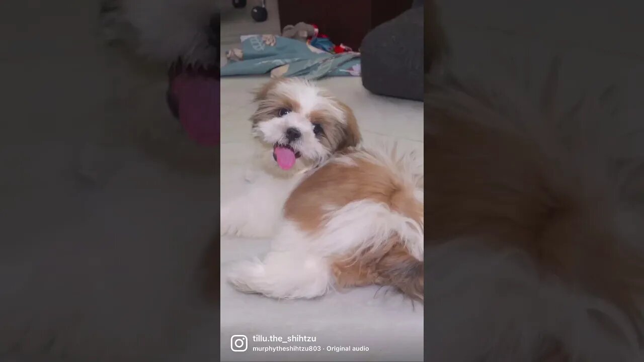 #dog #shorts #fun #doglover #cute #shihtzu #reels #funny #ytshorts #youtubeshorts #trending #youtube