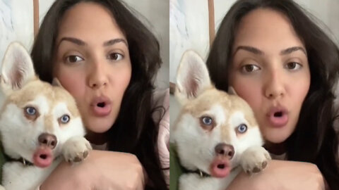 Ultimate Baby Dogs - Cute and Funny Dog Videos Compilation ...
