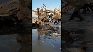 #Driftwood #Beach 🌊 in the #goldenhour 🌅 06 #shorts