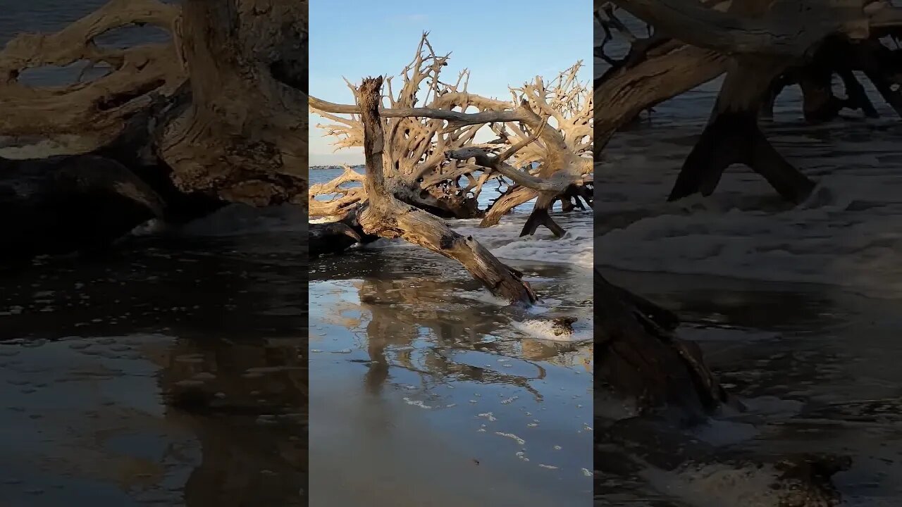 #Driftwood #Beach 🌊 in the #goldenhour 🌅 06 #shorts