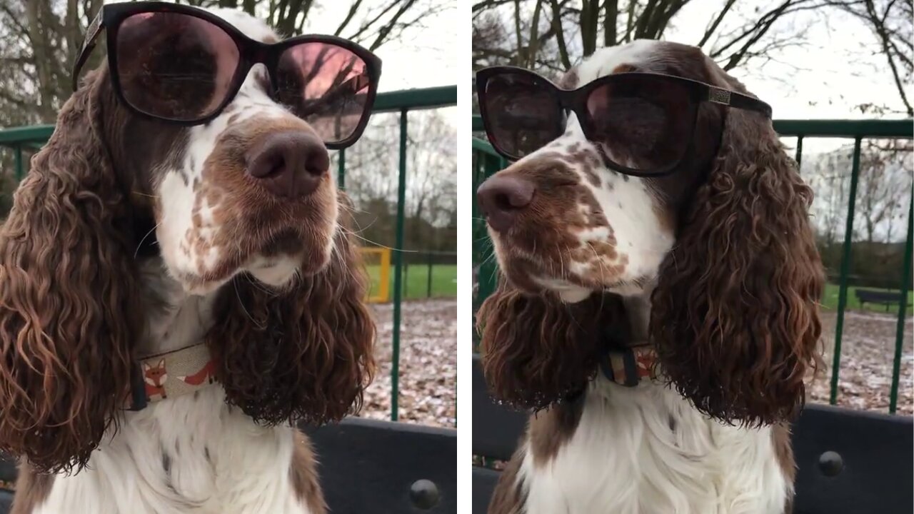 Dog Wears Shades And Sits On a Seat At Park