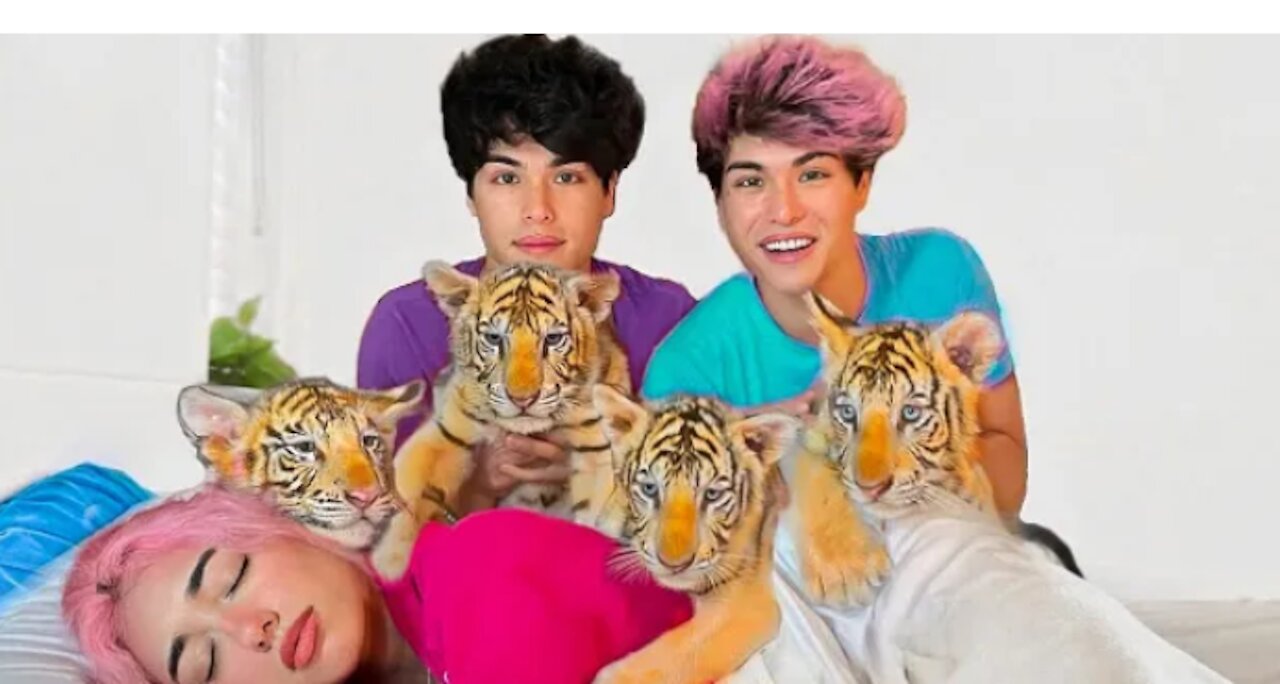 SURPRISING BESTFRIEND WITH BABY TIGERS