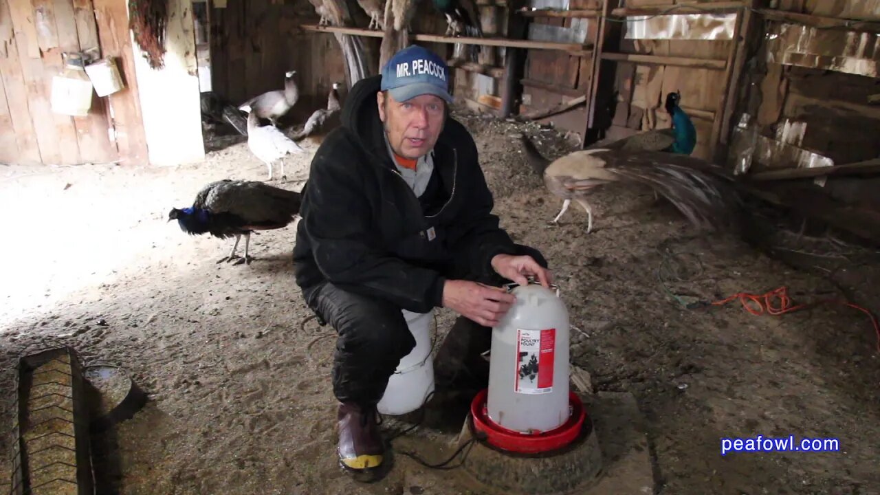 Miller's Manufacturing Heated Waterer Review for peacocks and poultry, Peacock Minute, peafowl.com