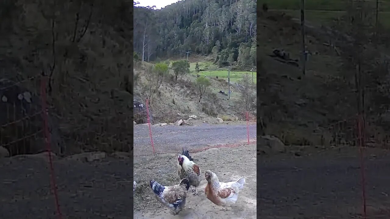The secret lives of chickens